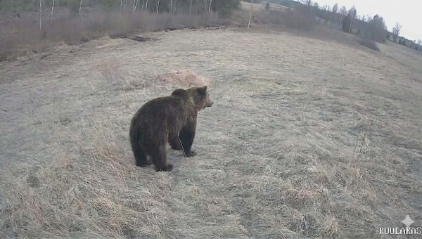 Rimmi külas olla tänavu kevadel liikvel just selliste parameetritega mesikäpp. Karu kohates on vaja jääda rahulikuks, kasuks tuleb ka surnuteesklemise oskus. Foto: MARKO MUSTO